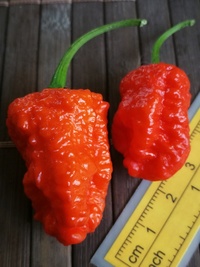 fruit of chilli pepper Carolina Reaper: 19-CC2-21#1
