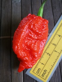 fruit of chilli pepper Carolina Reaper: 19-CC2-21#2