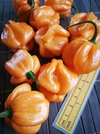 fruit of chilli pepper Bahamian Goat: 19-CC3-11#1