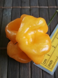 fruit of chilli pepper Bahamian Goat: 19-CC3-11#3