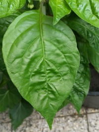 leaf of chilli pepper: Bahamian Goat