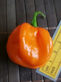 fruit of chilli pepper Bahamian Goat: 19-CC3-31#2