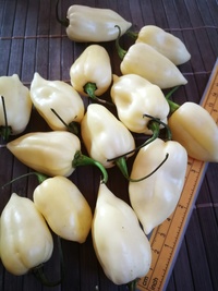 fruit of chilli pepper Fatalii White: 19-CC4-11#1
