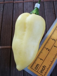 fruit of chilli pepper Fatalii White: 19-CC4-11#2