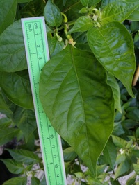 leaf of chilli pepper: Fatalii Peach