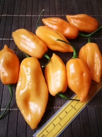 fruit of chilli pepper Habanero Peach: 19-CC5-31#1