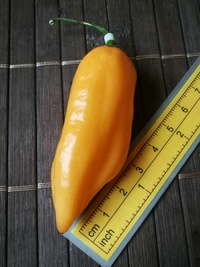 plod chilli papriky Habanero Peach: 19-CC5-31#2