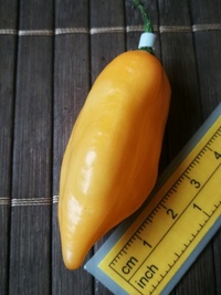fruit of chilli pepper Habanero Peach: 19-CC5-31#3