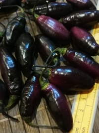 plod chilli papriky Pimenta de Neyde: 19-CC6-11#1
