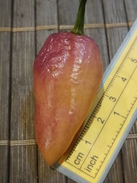 fruit of chilli pepper Pink Alligator: 19-CC6H1-11#2
