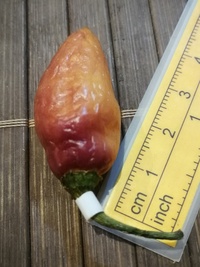fruit of chilli pepper Pink Alligator: 19-CC6H1-61#2