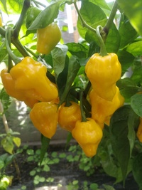 plant of chilli pepper: Trinidad Perfume