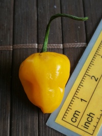 fruit of chilli pepper Trinidad Perfume: 19-CC7-11#2