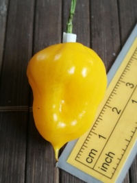 fruit of chilli pepper Trinidad Perfume: 19-CC7-11#3