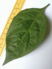leaf of chilli pepper: Trinidad Perfume