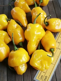 fruit of chilli pepper Trinidad Perfume: 19-CC7-21#1