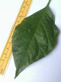 leaf of chilli pepper: Trinidad Scorpion