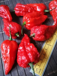 fruit of chilli pepper Bhut Jolokia: 19-CC9-11#1