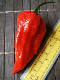 fruit of chilli pepper Bhut Jolokia: 19-CC9-11#2