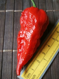 fruit of chilli pepper Bhut Jolokia: 19-CC9-11#3