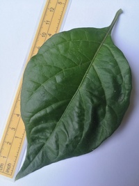 leaf of chilli pepper: Bhut Jolokia