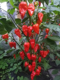plant of chilli pepper: Bhut Jolokia