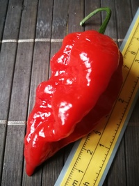 fruit of chilli pepper Bhut Jolokia: 19-CC9-12#2