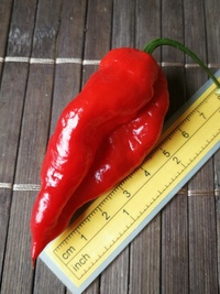 fruit of chilli pepper Bhut Jolokia: 19-CC9-12#3