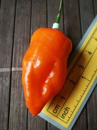 fruit of chilli pepper Bhut Jolokia: 19-CC9-12#4