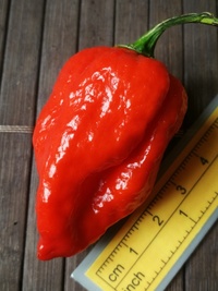 fruit of chilli pepper Bhut Jolokia: 19-CC9-31#3