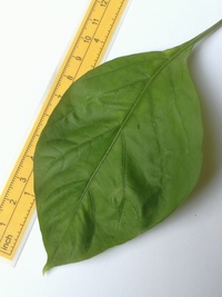 leaf of chilli pepper: Bhut Jolokia Chocolate
