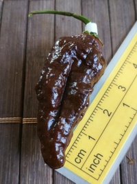 fruit of chilli pepper Bhut Jolokia Maroon: 19-CC9M-11#2
