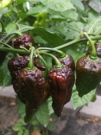 plant of chilli pepper: Bhut Jolokia Maroon