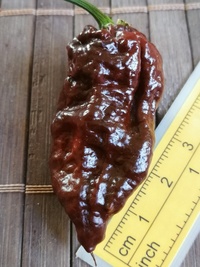 fruit of chilli pepper: Bhut Jolokia Maroon