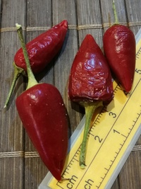 fruit of chilli pepper Bird