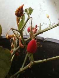 plant of chilli pepper: Bird