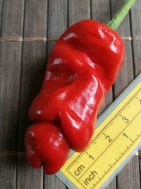 fruit of chilli pepper Peter Penis Red: 20-a1-21#1