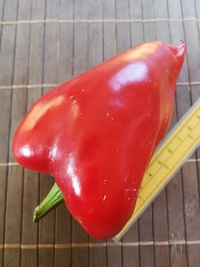 fruit of chilli pepper Capia Chubby Red: 20-a10-1#1