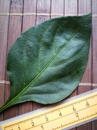 leaf of chilli pepper: Capia Chubby Red