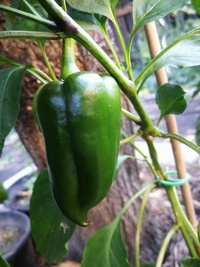 rostlina chilli papriky: Capia Chubby Red