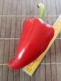 fruit of chilli pepper: Capia Chubby Red