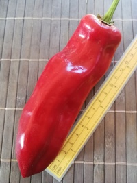 fruit of chilli pepper: Capia Hungarian Red
