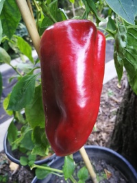 fruit of chilli pepper: Capia Meika