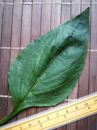 leaf of chilli pepper: Capia Meika