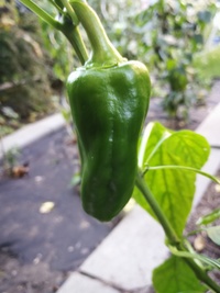 plant of chilli pepper: Capia Meika