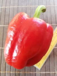 plod chilli papriky Capia Meika: 20-a12-7#1