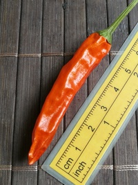 plod chilli papriky Cayenne Pepper Red: 20-a2-21#1