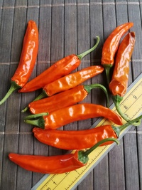 plod chilli papriky Cayenne Pepper Red: 20-a2-21#2