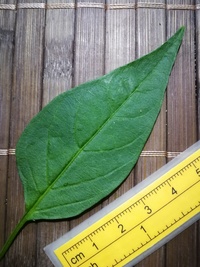 leaf of chilli pepper: Cayenne Pepper Golden