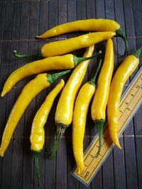 plod chilli papriky Cayenne Pepper Golden: 20-a3-21#2